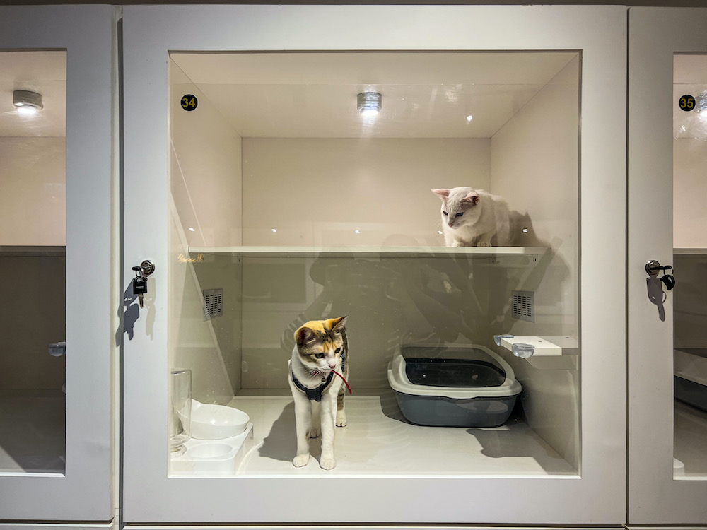 Cat Hotel